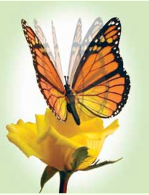 Moving Butterfly-Violet Morpho