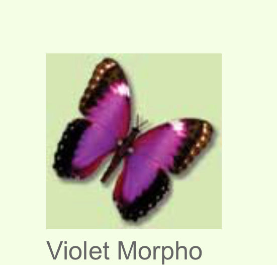 Moving Butterfly-Violet Morpho