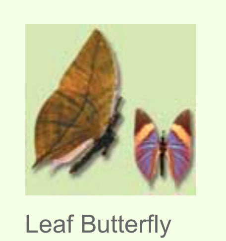 Moving Butterfly- Leaf Butterfly