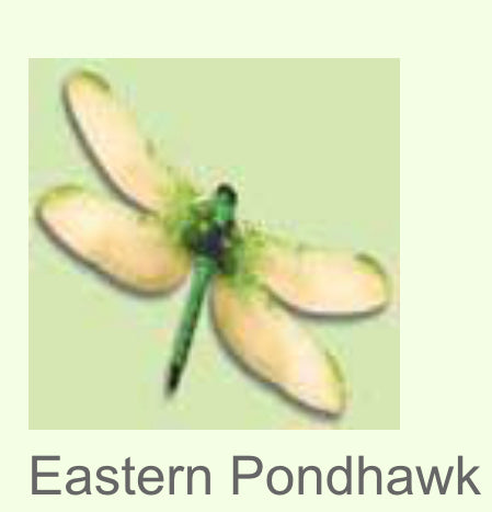 Moving Dragonfly-Eastern Pondhawk