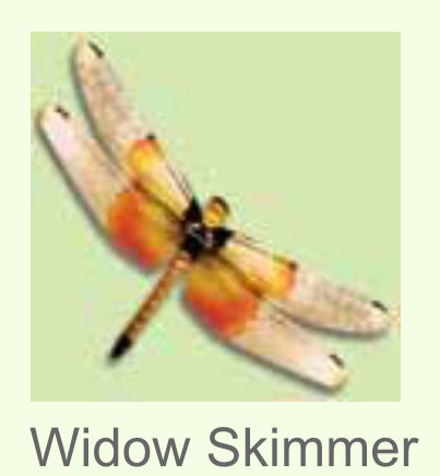 Moving Dragonfly-Widow Skimmer