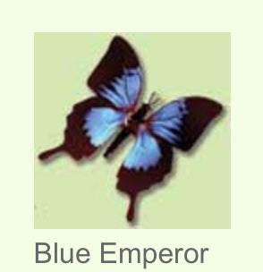 Moving Butterfly-Blue Emperor